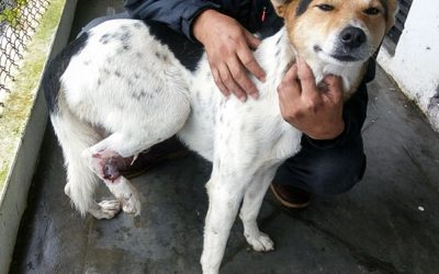 The homeless and injured four-legged
