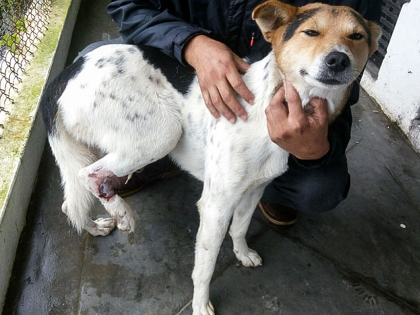 The homeless and injured four-legged